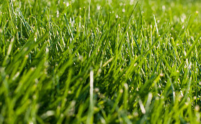 Correct fertilising - Food for your lawn